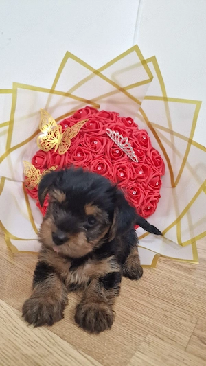 Yorkshire Terrier 