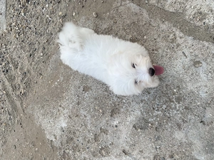 Bichon maltez mini toy - imagine 2