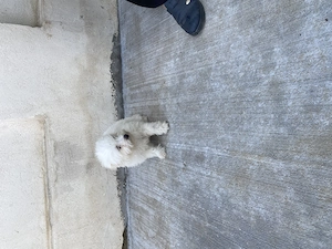 Bichon maltez mini toy - imagine 4