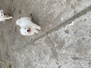 Bichon maltez mini toy - imagine 5