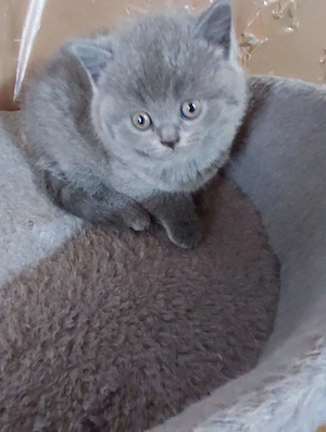 Pui British Shorthair - imagine 4