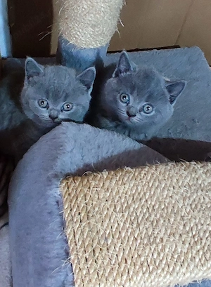 Pui British Shorthair - imagine 2