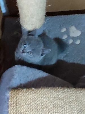 Pui British Shorthair - imagine 3