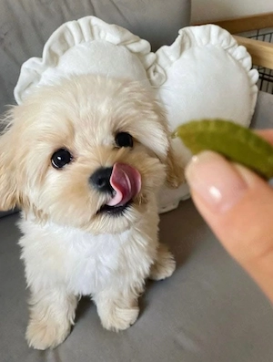 Vand bichon talie mini 6 saptamani baietel 