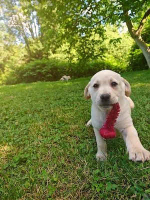 Pui Labrador Retriever superbi   gata să își găsească o familie iubitoare!  - imagine 5