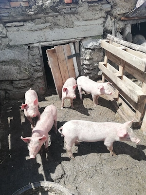 Purcei de vinzare 