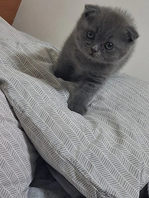 scottish fold  - imagine 5