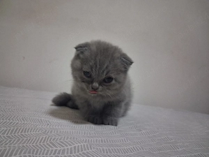 scottish fold  - imagine 2