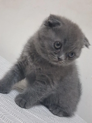 scottish fold  - imagine 3