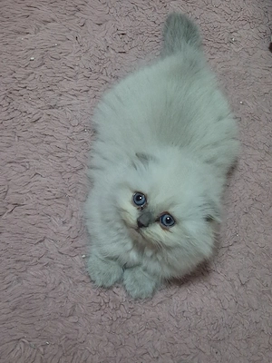 scottish fold  - imagine 4