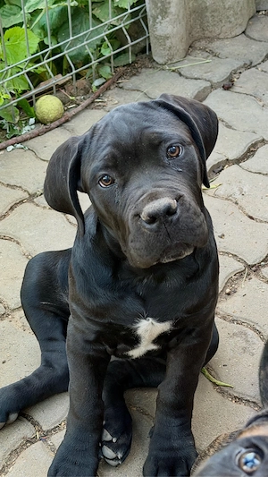 Fetita Cane Corso - imagine 3