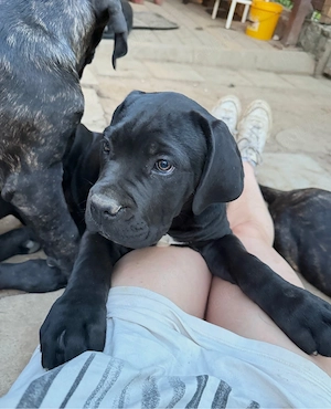 Fetita Cane Corso - imagine 2