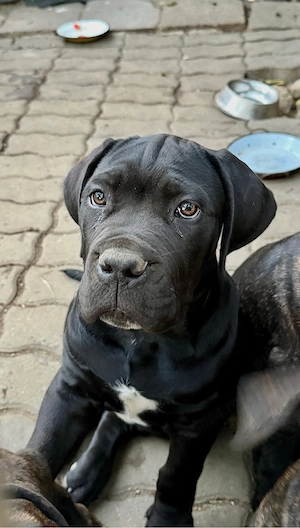 Fetita Cane Corso