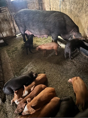 Vând scroafă Duroc cu 12 purcei   a doua fătare, purcei vaccinați, transport disponibil - imagine 3