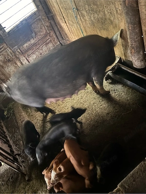 Vând scroafă Duroc cu 12 purcei   a doua fătare, purcei vaccinați, transport disponibil - imagine 2