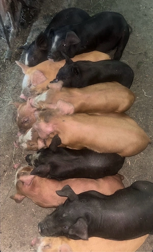 Vând scroafă Duroc cu 12 purcei   a doua fătare, purcei vaccinați, transport disponibil - imagine 4
