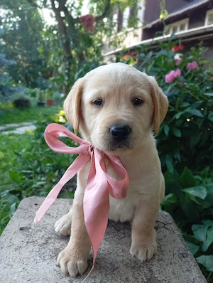 Puiuți de Labrador  - imagine 4