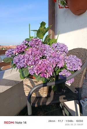 Vând planta matura hortensia