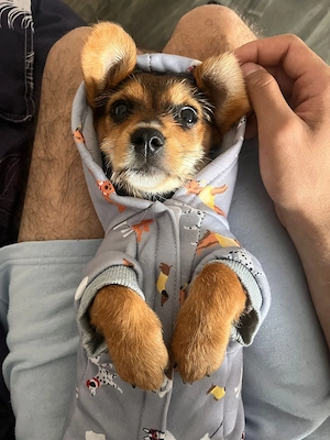 Vând cățelușă de Teckel Bichon 