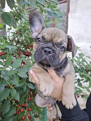 Bulldog Francez