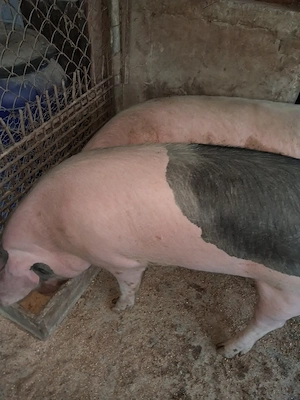 Porci de vinzare crsescuti in gospodarie - imagine 2