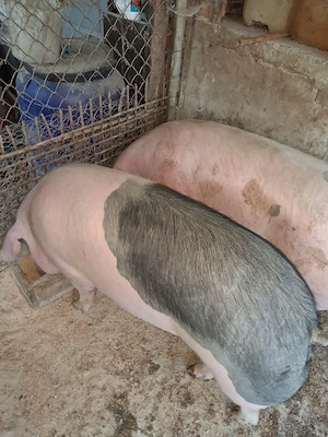 Porci de vinzare crsescuti in gospodarie - imagine 3