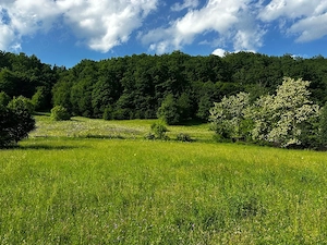 1000m2 Teren intravilan Cuejdiu Garcina,Neamț 