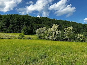 1000m2 Teren intravilan Cuejdiu Garcina,Neamț  - imagine 8