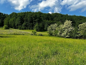 1000m2 Teren intravilan Cuejdiu Garcina,Neamț  - imagine 9