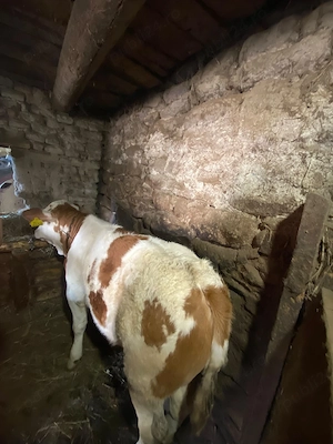 Vacă și vițea