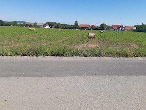 Vand teren intravilan construibil utilitati drum asfaltat central Lunca Calnicului