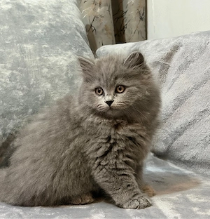 British Longhair - imagine 3