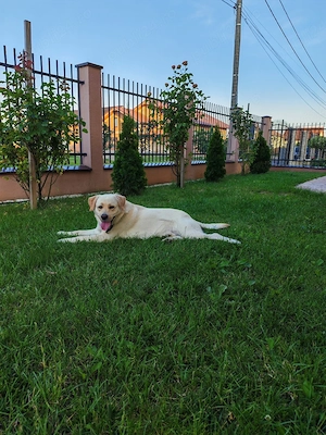 Labrador Retriever Golden  - imagine 3