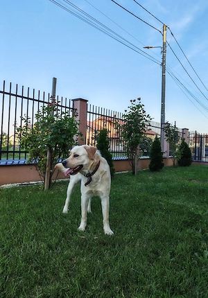 Labrador Retriever Golden  - imagine 4
