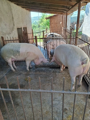 Porci de vânzare !