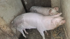 Porc de vânzare 120-130 kg - imagine 2