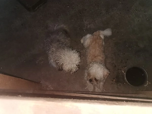 isi cauta o noua casă 