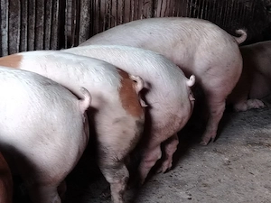 Porci de carne pic 120-200kg - imagine 3