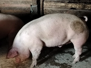 Porci mari de carne 130-200 kg - imagine 2