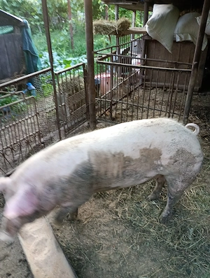 vand porc rasa carne