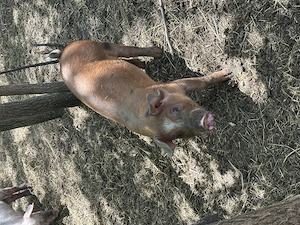 Purcei Duroc 9 saptamani