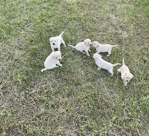 Disponibili!!! Labrador cu carnet de sănătate, vaccinați și deparazitați conform vârstei!! - imagine 2