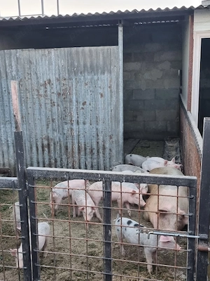 Vând scroafă cu purcei 450 bucata  - imagine 3