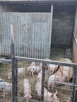 Vând scroafă cu purcei 450 bucata  - imagine 4
