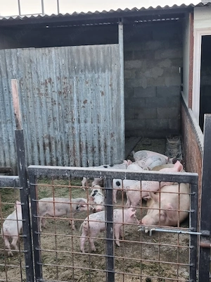 Vând scroafă cu purcei 450 bucata  - imagine 2