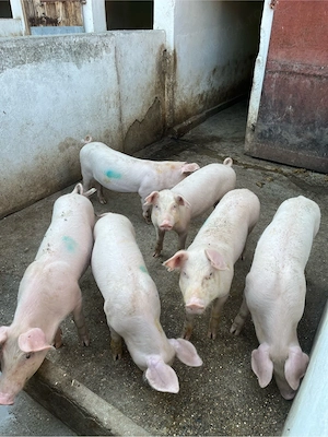 Purcei cauta casa 