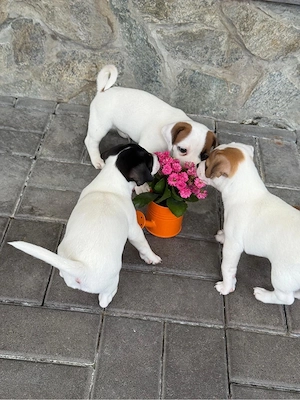 Jack Russell Terrier