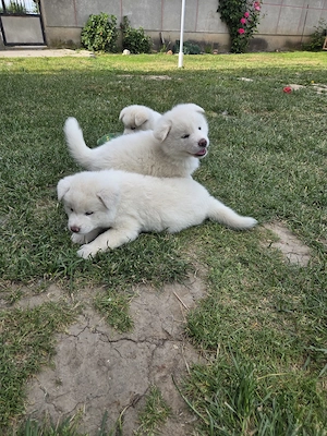 Cateluse Akita Inu albe - imagine 5