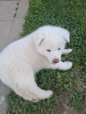 Cateluse Akita Inu albe - imagine 2