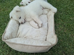 Cateluse Akita Inu albe - imagine 2